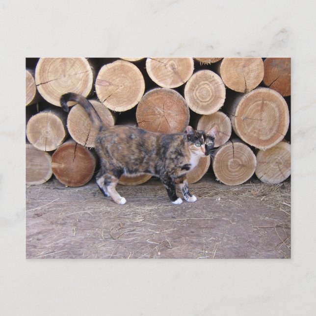 Cat and woodpile postcard (Front)