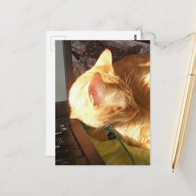 cat asleep on the job postcard (Front/Back In Situ)