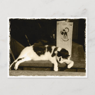 Cat at a restaurant near menu in Paris, France Postcard