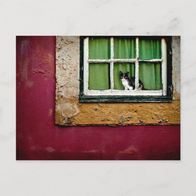 Cat at the window postcard (Front)