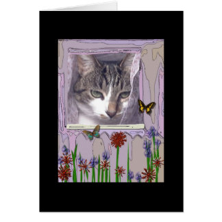 Cat at Window