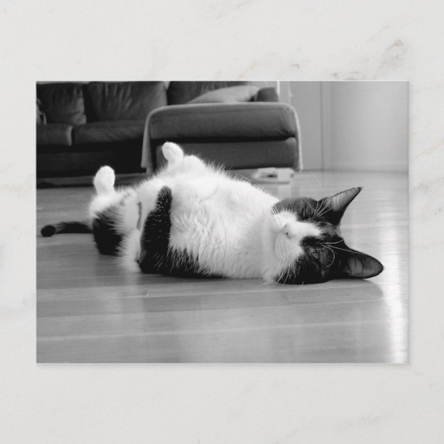 Cat Attitude Postcard (Front)