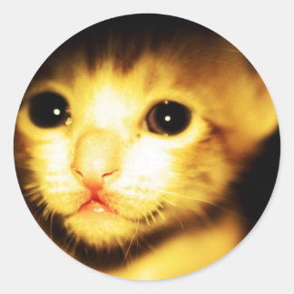 cat baby classic round sticker