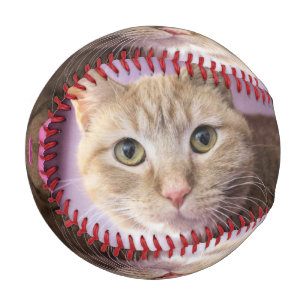 Cat Baseball