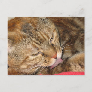 cat bath postcard