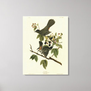 Cat Bird (Grey Catbird) Audubon's Birds of America Canvas Print