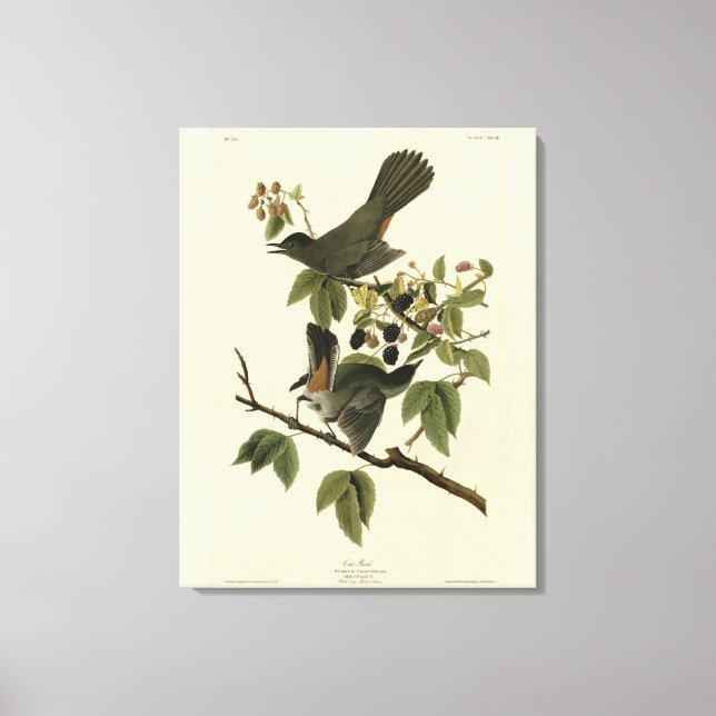 Cat Bird (Grey Catbird) Audubon's Birds of America Canvas Print (Front)