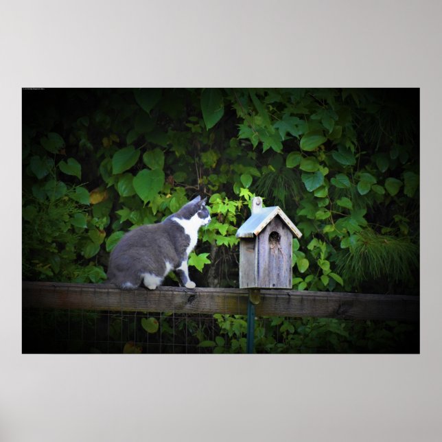 Cat & Birdhouse,  Poster (Front)