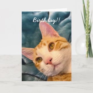 Cat Birthday Card