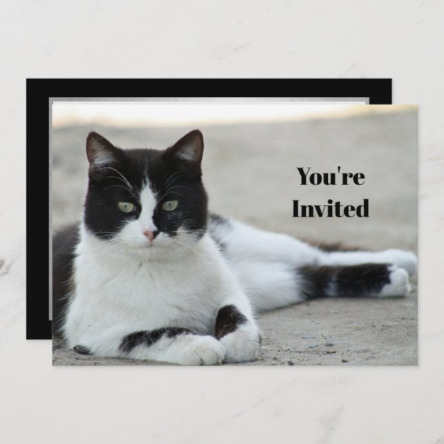 Cat Black and White Tuxedo Photo Birthday Invitation (Front/Back)