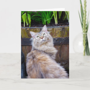 Cat, Blank Any Occasion, Note Card With Maine Coon