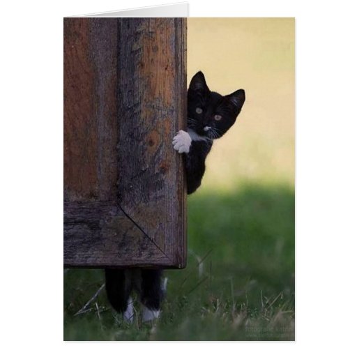 Image of Cat blank card - sympathy, thank you, birthday!