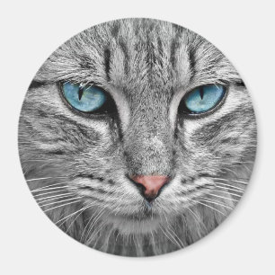 Cat blue eyes magnet