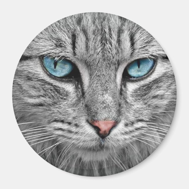 Cat blue eyes magnet (Front)
