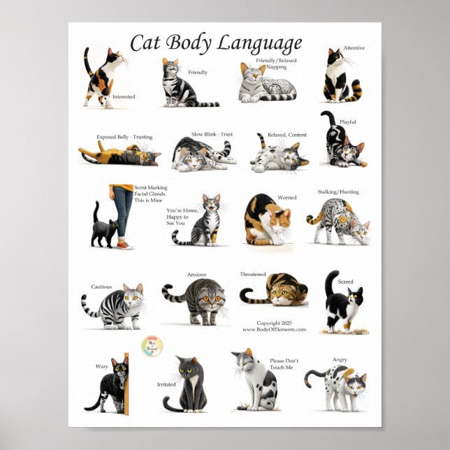 Cat Body Language Chart (Front)