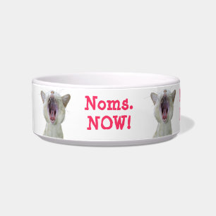 Cat bowl - noms now!