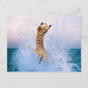 Cat Breaching Postcard