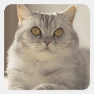 Cat, British short hair, Feline Square Sticker