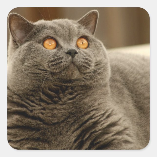Cat: British Shorthair Cat Square Sticker (Front)