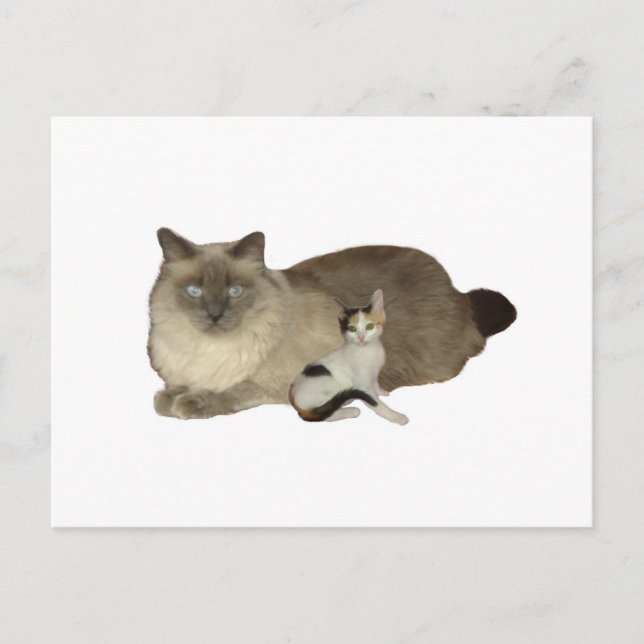 Cat Buddies Postcard (Front)