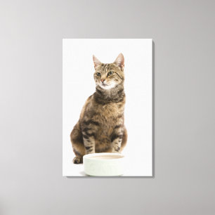Cat by bowl canvas print