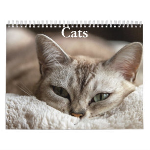 Cat Calendar