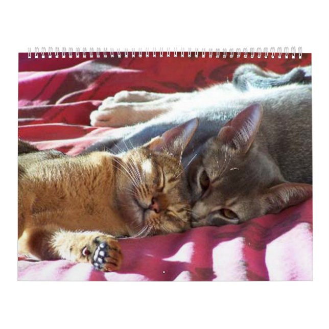 Cat Calendar (Cover)