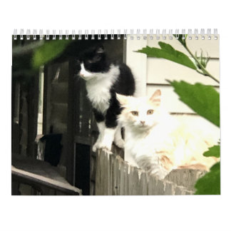 Cat calendar