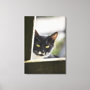 Cat Canvas Print