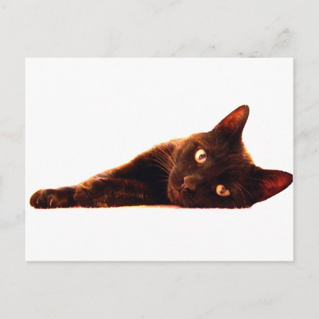 Cat Card (Front)
