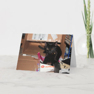 Cat Card