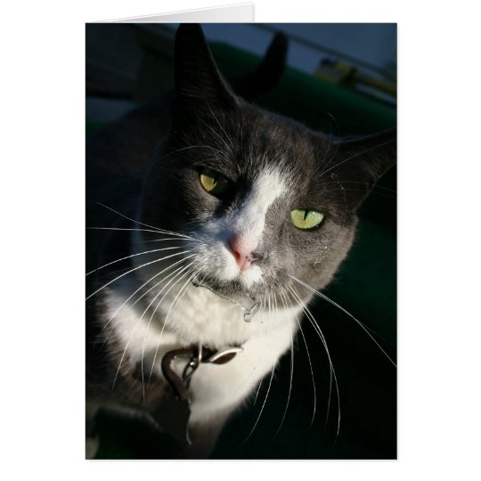 Cat Card