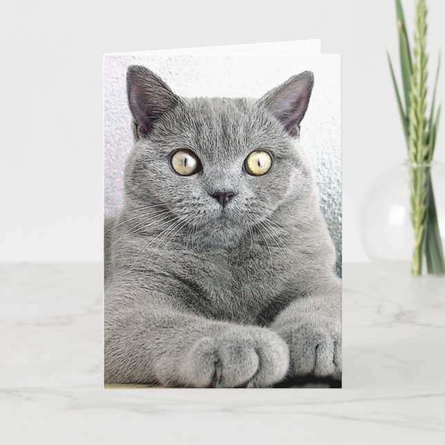 cat card (Front)