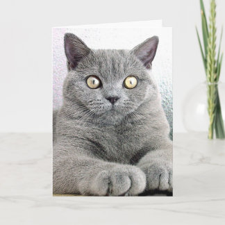 cat card