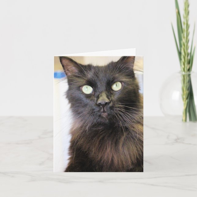 Cat Card (Front)