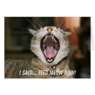 Cat Card - Feed Meow Now!