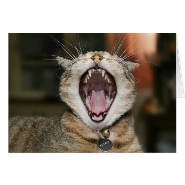 Cat Cards (Front Horizontal)