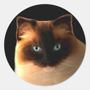 Cat Cats Ragdoll Ragdolls Kitty Stickers