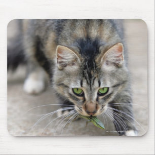 cat caught a lizard mouse mat