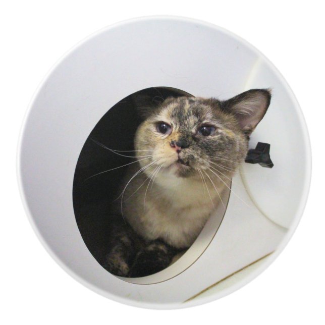 Cat  ceramic knob (Front)