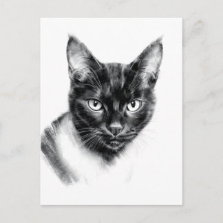 Cat Charcoal Postcard