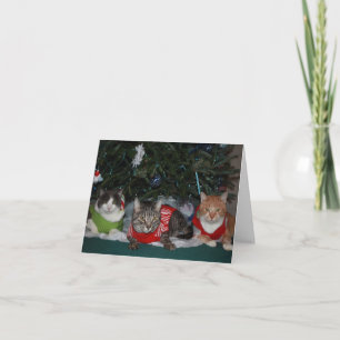 Cat Christmas Card
