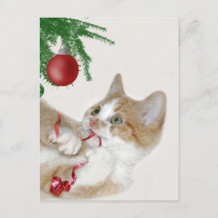 Cat Christmas fun Holiday Postcard