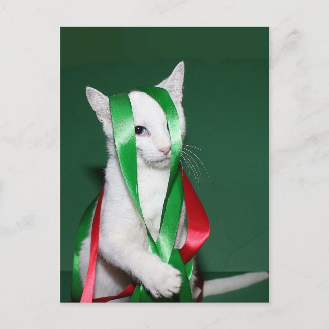 Cat Christmas help Holiday Postcard (Front)