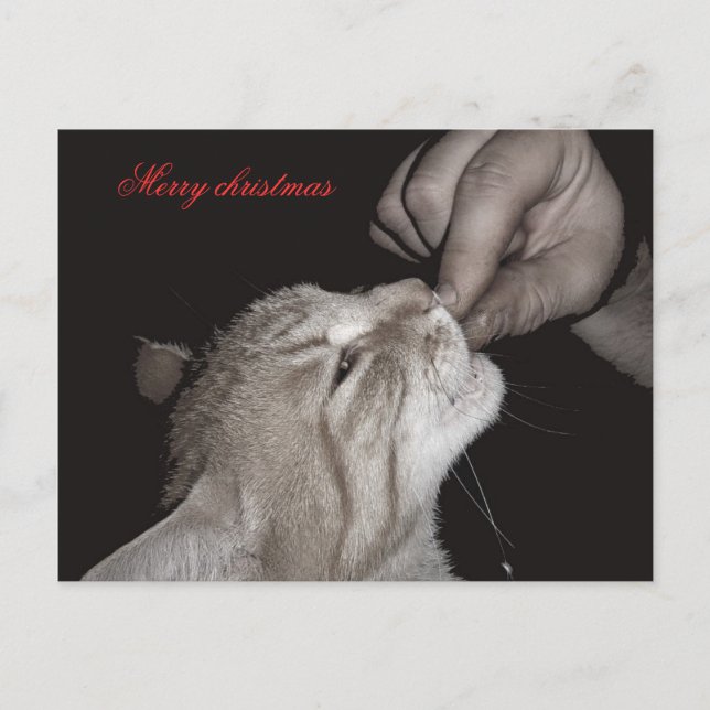 Cat christmas holiday postcard (Front)