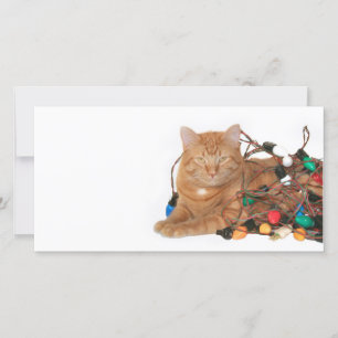 Cat Christmas light tangle Holiday Card