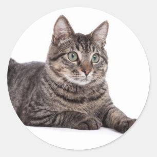 Cat Classic Round Sticker