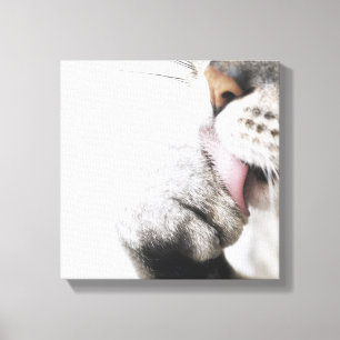 Cat cleaning paw canvas print