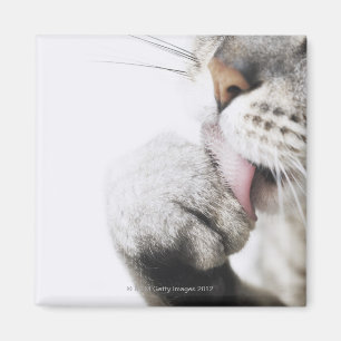 Cat cleaning paw, close-up magnet