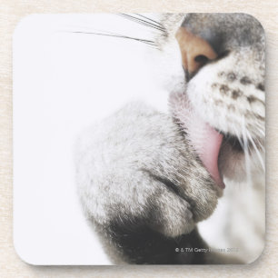 Cat cleaning paw coaster